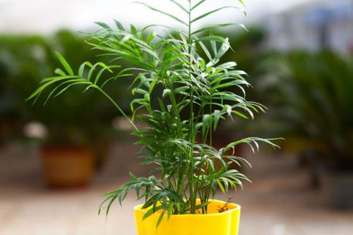 袖珍椰子風水禁忌,袖珍椰子室內養植有風水作用嗎