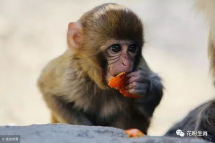 馬和猴生什麼屬相寶寶,夫妻男的屬馬女的屬猴生什麼屬相的寶寶最好