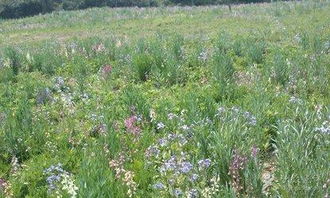 春生是什麼意思,所謂「春,生」是什麼意思,春季應該怎樣養生?