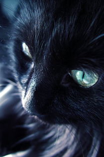 中國黑貓風水禁忌,黑貓在風水上代表什麼?