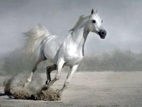 屬龍男屬馬女婚配屬相,屬龍男屬馬女今年可以結婚嗎?