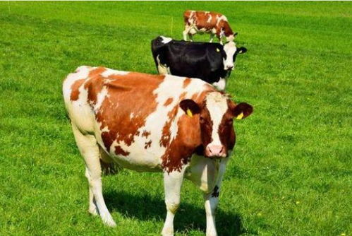 九十三歲屬牛是什麼命,九十三歲屬啥的什麼命