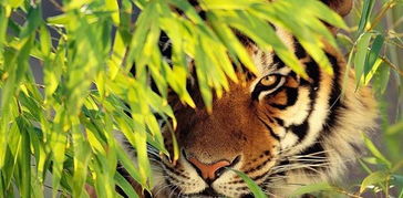 虎與什麼屬相相配嗎,屬虎的和什麼屬相最配