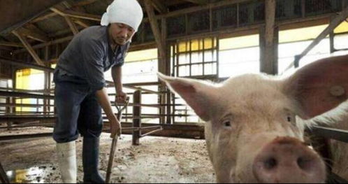 什麼屬相的人適合養豬,養豬屬於五行中的什麼行業