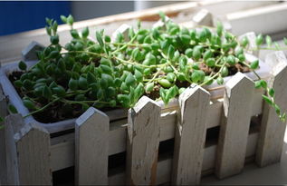 珍珠吊蘭風水禁忌,吊蘭擺放的風水講究怎麼擺放吊蘭搜狗問問