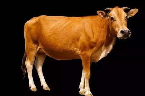 屬牛的本命穿紅內褲好嗎,今年本命年穿紅內褲會咋樣