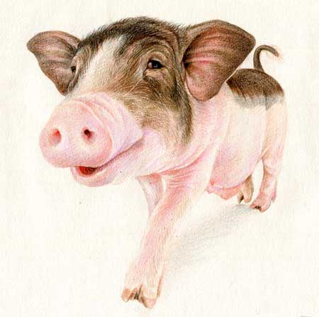 豬男和什麼屬相的女人,屬豬的男人和屬什麼的女人最相配