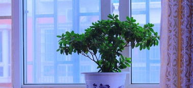 辦公室養花風水禁忌,辦公室擺放植物有什麼風水禁忌