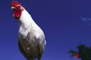 女屬雞最佳屬相婚配表,女屬雞配什麼屬相最好?