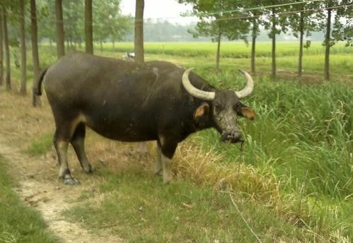 73女屬牛是什麼命,屬牛1973年出生是什麼命