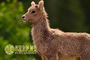 1955屬羊哪是本命,屬羊的本命年有什麼說法