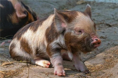 豬鼠屬相婚配表大全,屬豬的能與屬鼠的相配嗎?