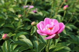 芍藥有風水禁忌嗎,前不栽芍藥花種植風水