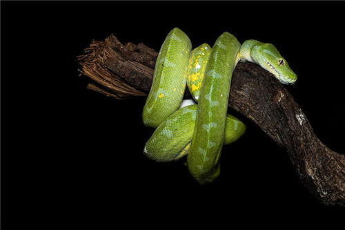 女蛇的最佳婚配屬相,屬蛇的人女人跟什麼屬相最配呀?