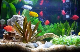 瓦瓮養魚風水布局,家裡漁缸擺放風水