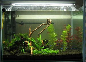 魚缸的風水擺放禁忌,風水魚缸應如何擺放?要注意什麼呢?