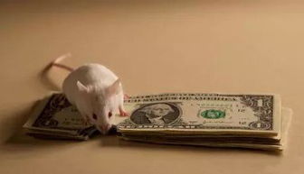 馬辦公室風水布局,屬馬辦公室風水怎樣布局比較好?