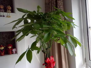 小發財樹放在桌面風水禁忌,發財樹的風水擺放有何講究