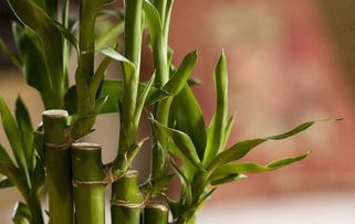 竹柏的風水禁忌是什麼,竹柏的養殖方法匯總以及竹柏盆栽的風水知識介紹