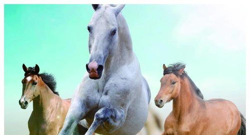 馬和虎屬相婚姻如何,屬馬和屬虎婚姻怎麼樣