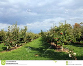 院子種蘋果樹風水禁忌,蘋果樹不可以種院子里嗎?寓意不是很好嗎??