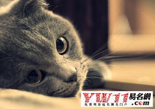 本命夢見別人送貓,夢見朋友送我發財貓