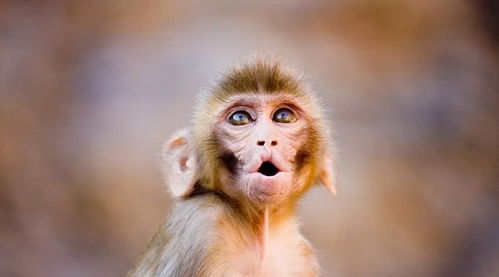 猴子跟什麼屬相最配偶,屬猴和什麼屬相最配