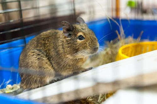十一月屬鼠的人是什麼命,6o年屬鼠農歷11月請算一下一生命運如何