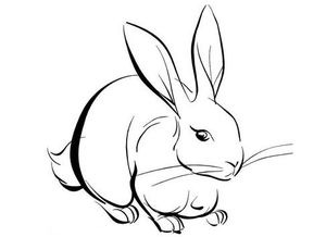 兔出生的什麼命,兔年出生的人的命運如何