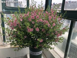 為什麼家中不能養木槿,家裡養木槿花可以嗎