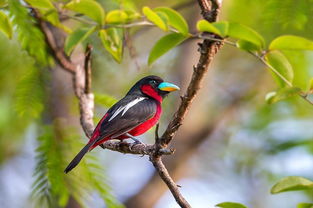 共命之鳥又稱什麼鳥,蘇軾詞《卜運算元》說的是哪種鳥
