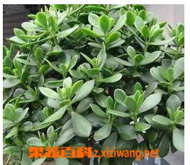 玉樹的風水作用禁忌,玉樹的民俗風情