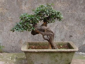 家裡放盆景的風水禁忌,居家盆景放置宜忌是什麼?