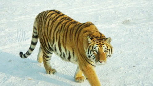 屬虎跟哪個屬相不和,女虎與什麼屬相不合