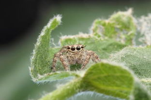 洞察力強的人性格特徵,洞察力高的人平時有什麼表現?