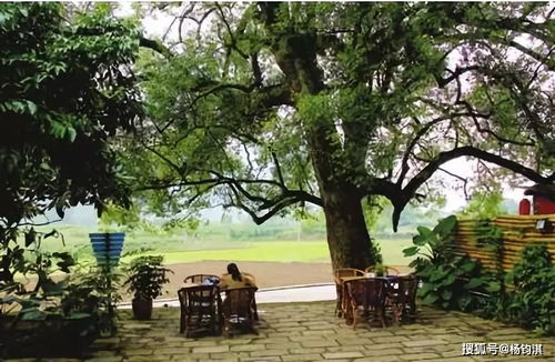 門口種綠籬風水十大禁忌,門口綠植風水十大禁忌