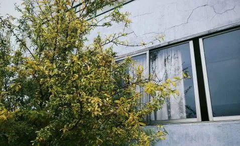 一草一木的風水布局,這樣的布局風水如何