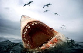 參差不齊的意思,參差不齊的意思是什麼