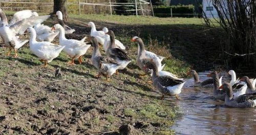 家裡養鵝的風水禁忌,下葬儀式有什麼講究需注意哪些宜忌