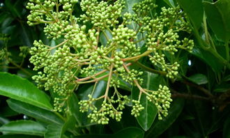 北美冬青風水禁忌,北美冬青養護方法及注意事項