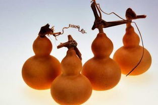 風水葫蘆擺放的禁忌,葫蘆在家居風水中的運用有哪些注意事項