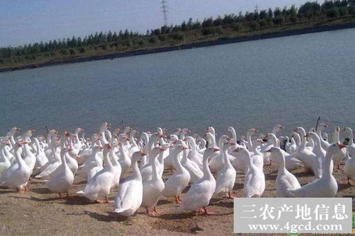 養鵝的風水有什麼禁忌,種草養鵝有什麼意義隨呢?