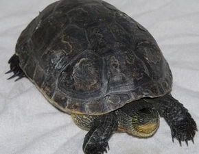 家中養龜風水禁忌,家裡養烏龜有什麼講究和說法嗎?