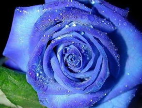 藍色妖姬的花語,藍色妖姬的花語是?