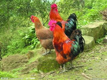 雞命人買什麼樣的房子好,屬雞的選擇住宅選擇幾樓?東戶還是西戶為好?