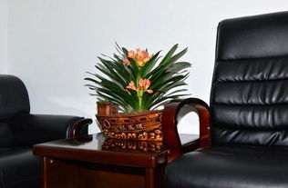 盆景竹擺放風水禁忌圖,放竹子盆景有何講究