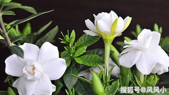 本命女夢見摘白桅子花苞,夢見頭上插了兩朵白色的梔子花後來又拿下來了?