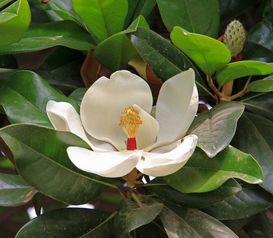 廣玉蘭的風水禁忌,正對大門口有一棵廣玉蘭樹會有什麼風水影響