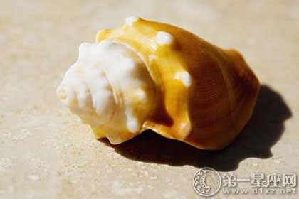 海螺殼有風水禁忌嗎,海螺擺放在客廳對風水有什麼影響