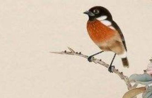 女狗最佳婚配屬相,屬狗人的婚配適合什麼屬相